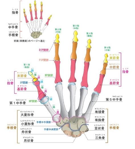 手指第一指節